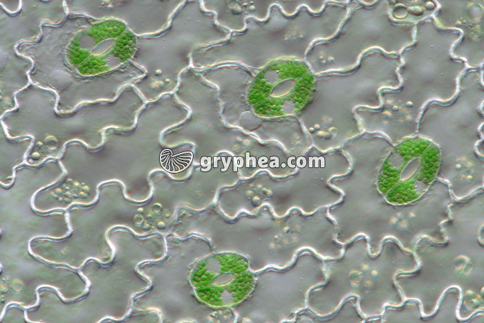 Stomates de feuille de Polypode x100 - gryphea.org